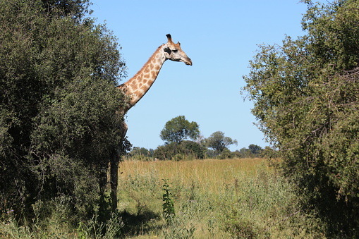 Giraffe behind the bushes in Okavango delta