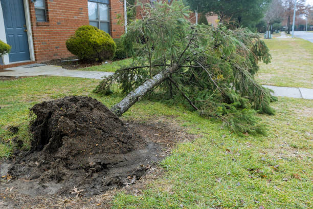 istock Broken tree by city after during a hurricane 1293425940