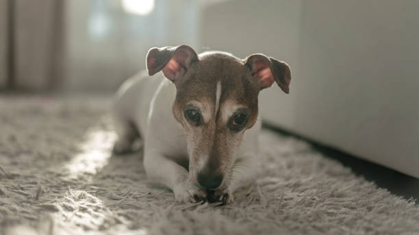 istock Small punished dog jack russell terrier lying on paws on white carpet. 1293426957
