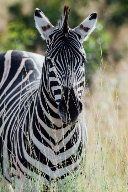 istock Zebra at Kruger National Park 1293427568