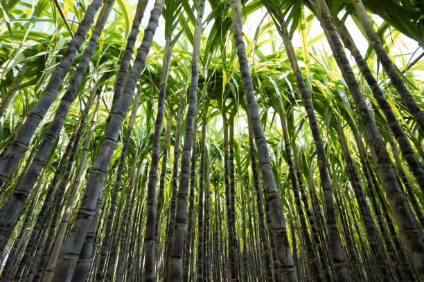 istock Sugarcane plants growing at field 1293427579