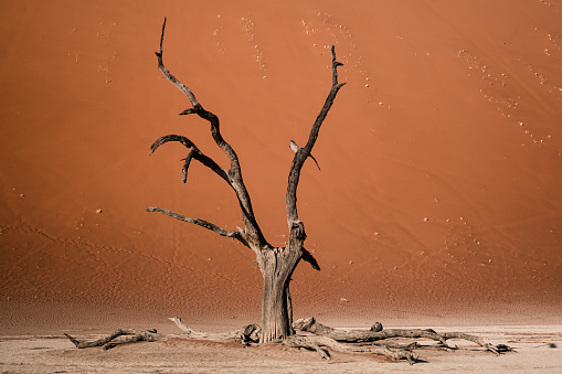 A dead tree at Sossusvlei in front of a dune called Big Daddy.