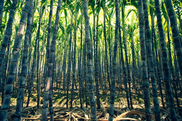 istock Sugarcane plants growing at field 1293428488