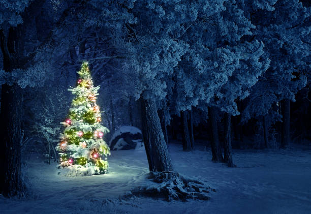 julgran i snö - swedish christmas bildbanksfoton och bilder