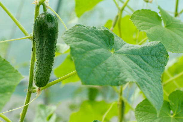 istock Close up fresh cucumber growing in greenhouse. 1293429035