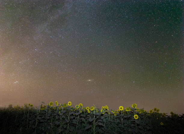 istock night scene, sunflower field under a starry sky 1293429154