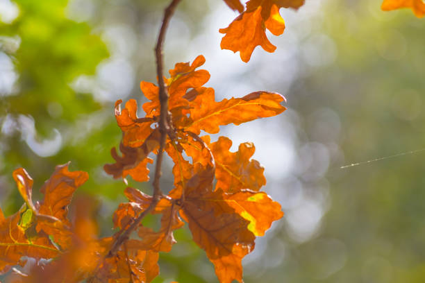 istock closeup red autumn oak tree branch 1293429250
