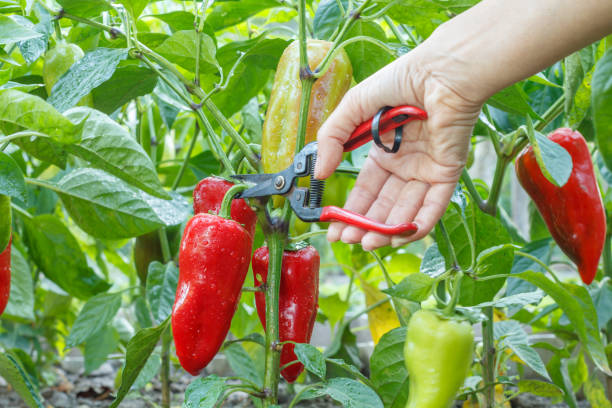 mano con podadora y pimiento maduro que crece en el arbusto en el jardín. - pepper bell pepper growth ripe fotografías e imágenes de stock