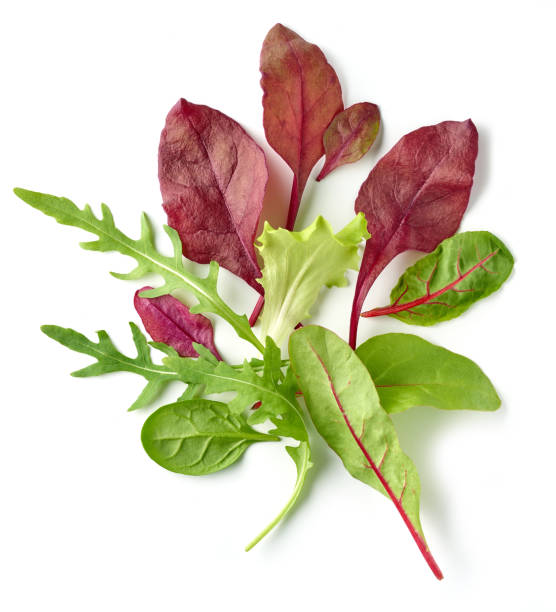 composizione di varie foglie di insalata isolate su sfondo bianco, vista dall'alto - lettuce endive abstract leaf foto e immagini stock