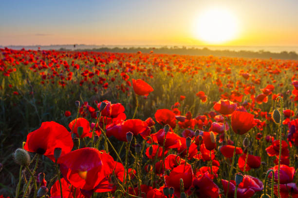istock red poppy field at the sunset 1293429426