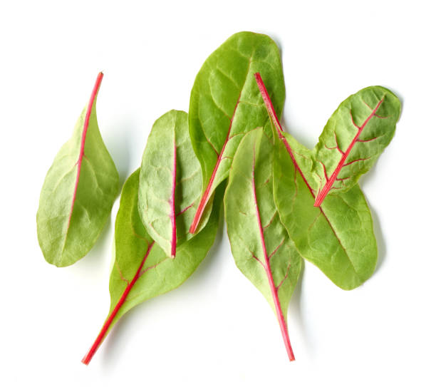 白い背景に隔離された健康的な食事のための新鮮な緑のビートの根の葉、トップビュー - 45876 ストックフォトと画像