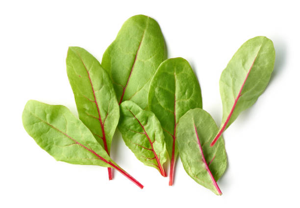 hojas frescas de raíz de remolacha verde para una comida saludable aislada en fondo blanco, vista superior - beet green fotografías e imágenes de stock