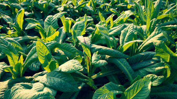 istock Green leaf lettuce in growth at vegetable garden 1293430308