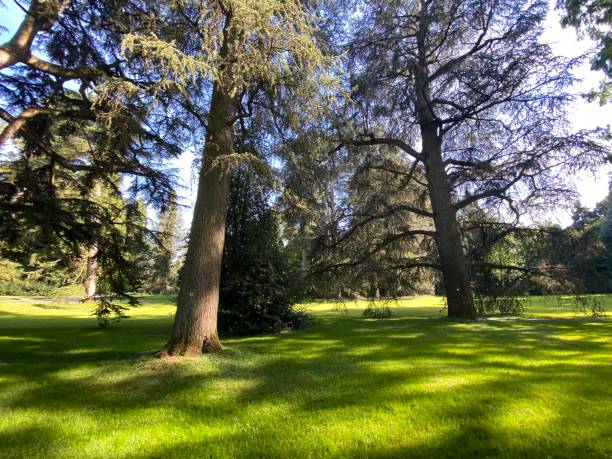 istock Arboretum (Tree Collection or Baumsammlung) - Constance, Germany or Konstanz, Deutschland 1293432627