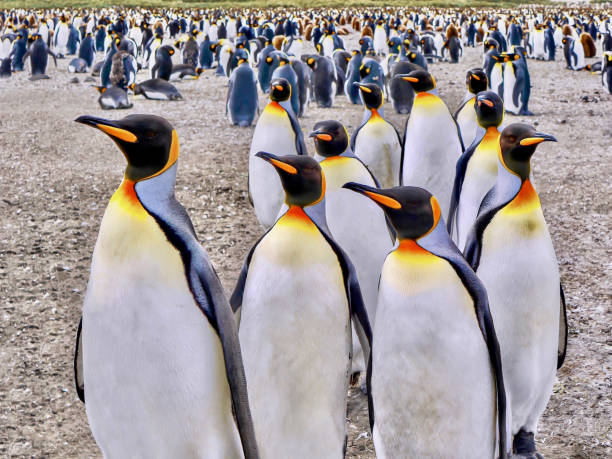 una colonia de king penguin (aptenodytes patagonicus) en la isla de georgia del sur. - nobody beak animal head penguin fotografías e imágenes de stock