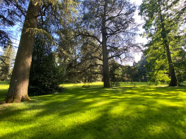 istock Arboretum (Tree Collection or Baumsammlung) - Constance, Germany or Konstanz, Deutschland 1293432708