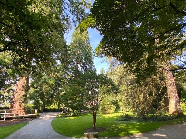 istock Arboretum (Tree Collection or Baumsammlung) - Constance, Germany or Konstanz, Deutschland 1293432785