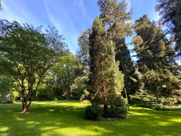 istock Arboretum (Tree Collection or Baumsammlung) - Constance, Germany or Konstanz, Deutschland 1293432825