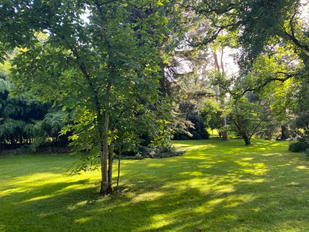 istock Arboretum (Tree Collection or Baumsammlung) - Constance, Germany or Konstanz, Deutschland 1293432855