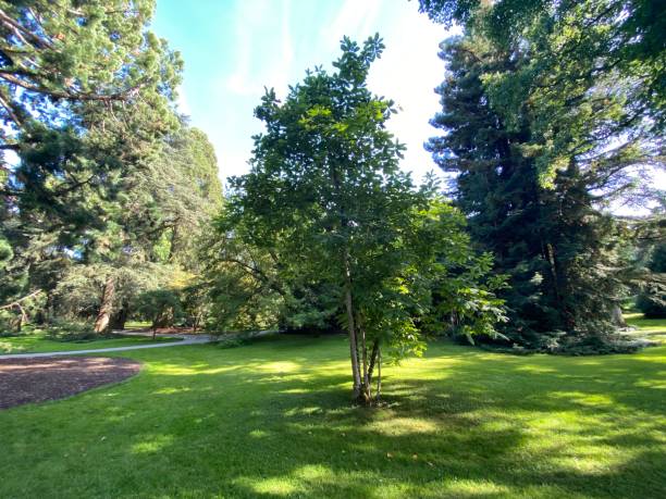 istock Arboretum (Tree Collection or Baumsammlung) - Constance, Germany or Konstanz, Deutschland 1293432870