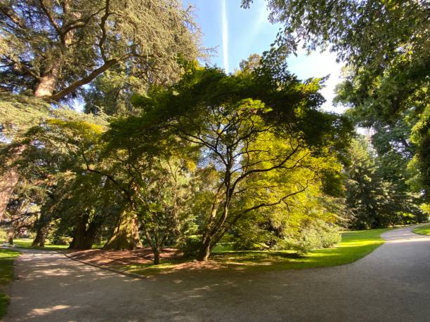 istock Arboretum (Tree Collection or Baumsammlung) - Constance, Germany or Konstanz, Deutschland 1293432871