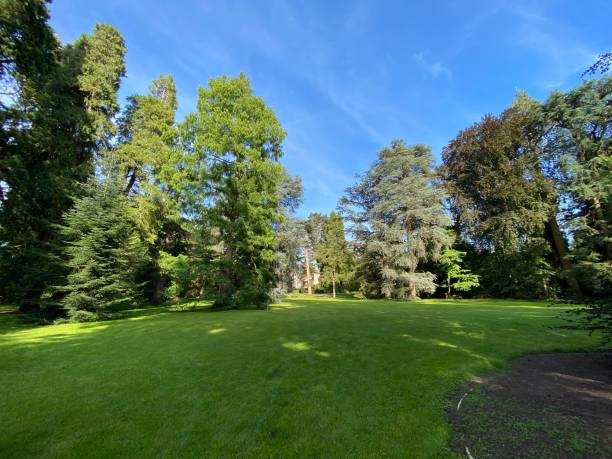 istock Arboretum (Tree Collection or Baumsammlung) - Constance, Germany or Konstanz, Deutschland 1293432901