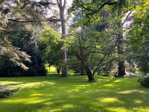 istock Arboretum (Tree Collection or Baumsammlung) - Constance, Germany or Konstanz, Deutschland 1293432932