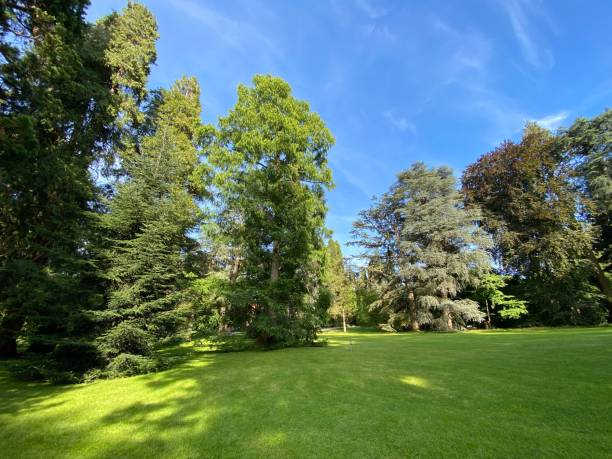 istock Arboretum (Tree Collection or Baumsammlung) - Constance, Germany or Konstanz, Deutschland 1293432964