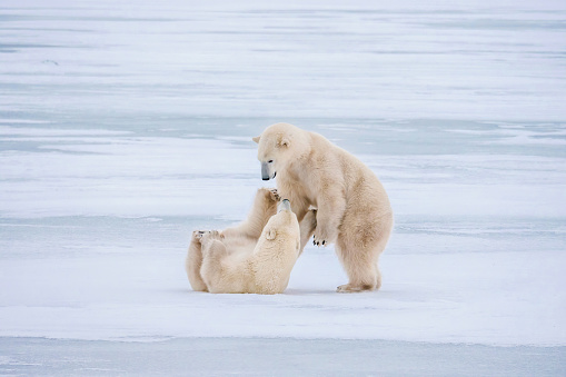 Two young, healthy and plump polar bears playing together on clean, white winter ice. They appear affectionate and friendly with each other.