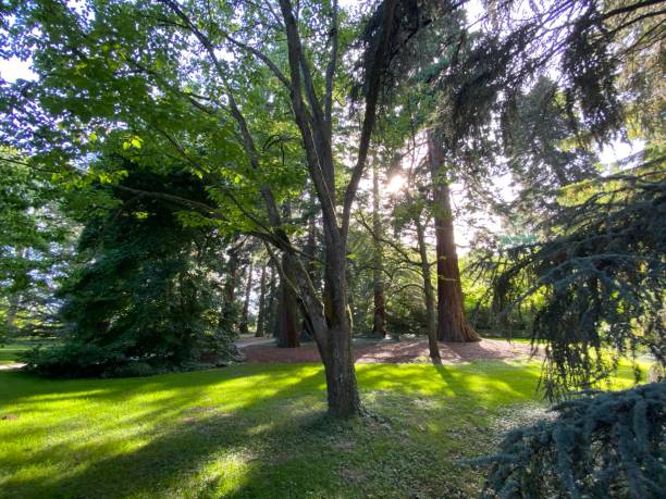 istock Arboretum (Tree Collection or Baumsammlung) - Constance, Germany or Konstanz, Deutschland 1293433564