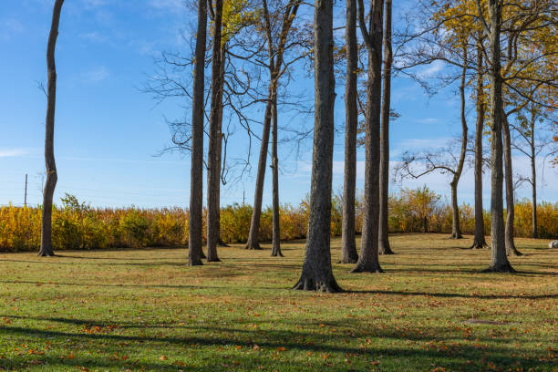 istock Grassy outdoor area with tall trees, autumn fall foliage, cornfield beyond 1293433663