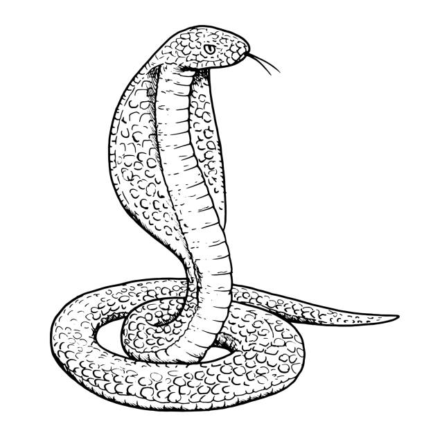 Drawing of cobra snake - hand sketch of wild reptile A hand drawn cobra, monochrome classic pen and ink illustration. Artist: Mateusz Atroszko, created 03.11.2020. ophiophagus hannah stock illustrations