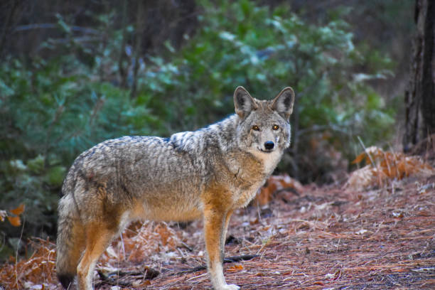 istock Beautiful lone coyote wolf in forest 1293435059