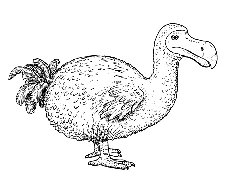 Dront Animal Ilustración de Dibujo De Dodo Dront Boceto A Mano De Pájaro Extinto y ...