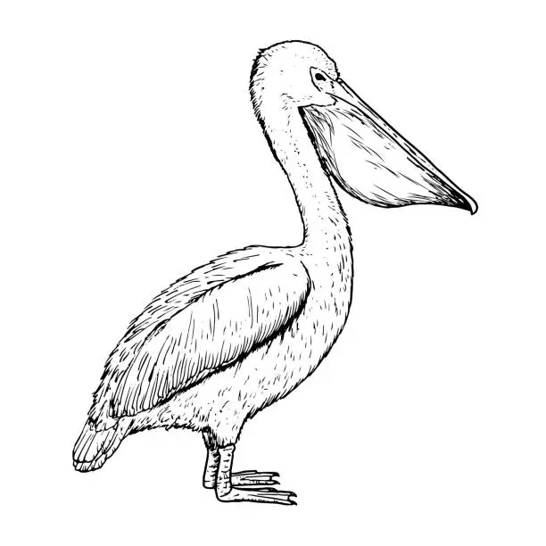 Vector illustration of Drawing of pelican - hand sketch of bird