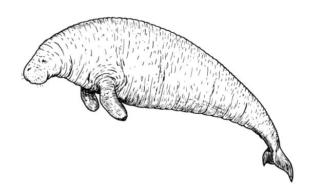 ilustraciones, imágenes clip art, dibujos animados e iconos de stock de dibujo de la vaca marina de steller - boceto a mano de mamífero extinto - manatee
