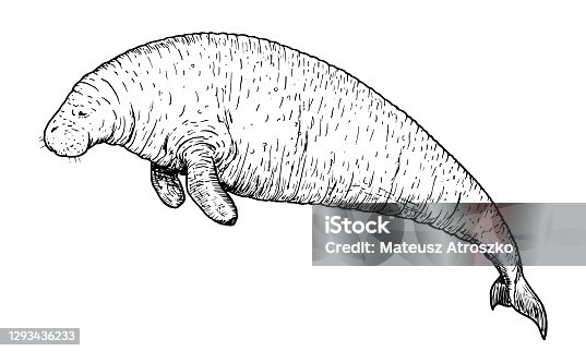 68 Drawing Of A Dugong Illustrations & Clip Art - iStock