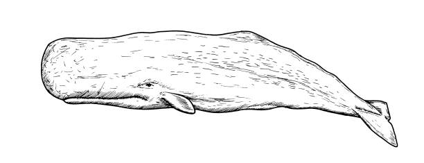 illustrazioni stock, clip art, cartoni animati e icone di tendenza di disegno del capodoglio - schizzo a mano del mammifero d'acqua - capodoglio