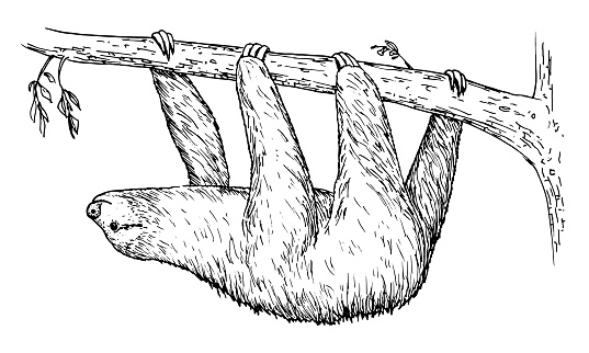 Ilustración de Dibujo De Perezoso Boceto A Mano De Mamífero y más Vectores Libres de Derechos de Perezoso - Perezoso, Croquis, Ilustración - iStock Ilustración de Dibujo De Perezoso Boceto A Mano De Mamífero y más Vectores Libres de Derechos de Perezoso - Perezoso, Croquis, Ilustración - iStock