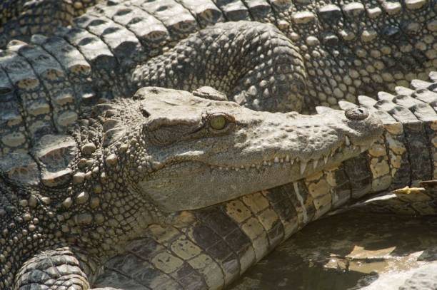 istock a crocodile farm in vietnam 1293437699