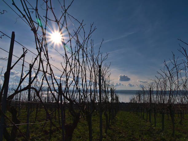 plantas de vid desnudas en viñedos sobre el pueblo de hagnau am bodensee, alemania con el lago constanza en el fondo en el día de invierno con luz de fondo y sol brillante que brilla a través de las ramas. - hagnau fotografías e imágenes de stock