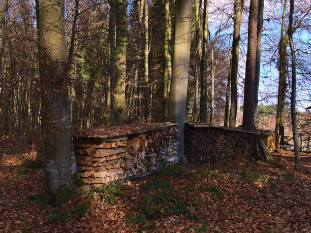 pilas de leña cortada cubierta de hierro corrugado rodeado de follaje en día soleado en temporada de invierno en un bosque cerca de hagnau am bodensee, alemania. - hagnau fotografías e imágenes de stock