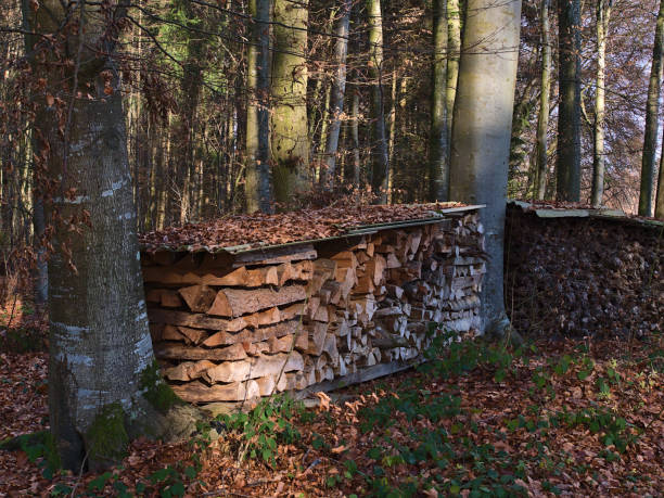 ドイツのハグナウ・アム・ボーデンゼー近くの冬の季節に、地面に緑豊かな葉を持つ混合林の波形鉄で覆われたカット薪の丸太のスタック。 - hagnau ストックフォトと画像