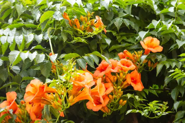 Close-up of large salmon-pink, orange tube-shaped flowers of a tubular Liana, or pipe, or cow itch, or Hummingbird vine Campsis radicans Turkey