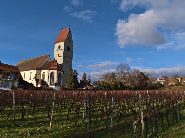 beautiful view of small village hagnau am bodensee, lake constance, germany, with historic catholic church st. johann baptist in front of bare vineyard in winter season on sunny day. - bare tree winter plants travel locations imagens e fotografias de stock