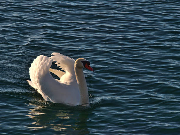 hermoso cisne de color blanco con alas elegantemente extendidas nadando sobre las resplandecientes aguas tranquilas del lago constanza en la orilla de hagnau am bodensee. - hagnau fotografías e imágenes de stock