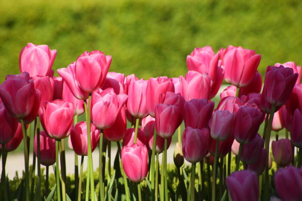 istock Pink Tulips in Goztepe Public Park 1293440900