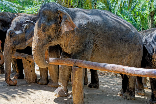 istock Elephants at Krabi Elephant House Sanctuary 1293442742