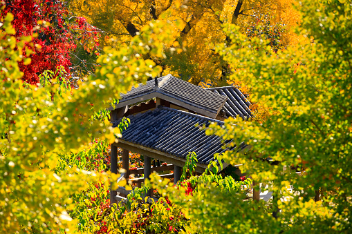 Chinese ancient architectural pavilions and ginkgo trees in autumn, close-up shot