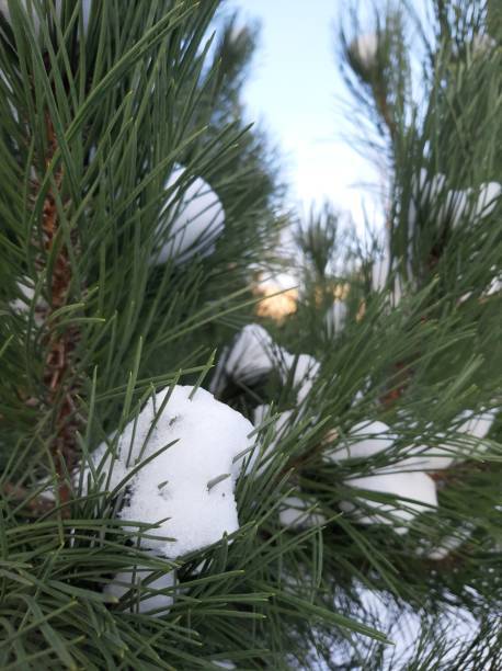 istock Snow-covered tops of pine branches

￼ 1293445709